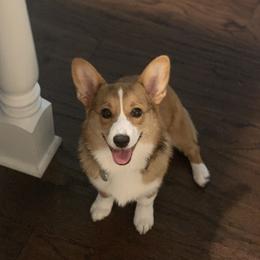 Ivy - Pembroke Welsh Corgi