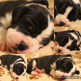 Great Dane Puppies from Cook’s Gentle Giants