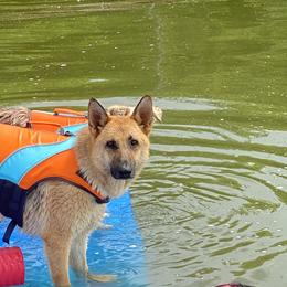German Shepherd and Miniature Australian Shepherd All Grown Up from Taylor Pevehouse