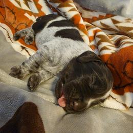 German Wirehaired Pointer Puppies from Vom Fleetwood