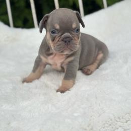Gibbs - Tricolors male French Bulldog puppy in Ronks, Pennsylvania from Bleu Rock French Bulldogs