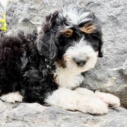 Teal Collar Boy (FF, EE, BB) - Tri-color male Bernedoodle puppy in Ogden, Utah from Salty Point Doodles