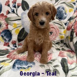Georgia - Cream female Goldendoodle puppy in Annville, Pennsylvania from Bellegrove Goldendoodles