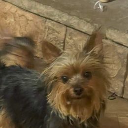 Piper - Yorkshire Terrier
