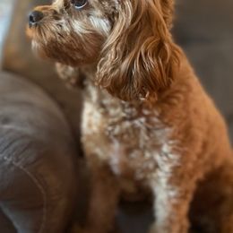 Cavapoos from Lynnette's Cavapoos