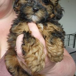 Luna - Red female Companion Cross puppy in Richmond, Missouri from Natalie's Happy Fur Paw's