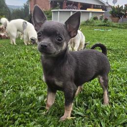 Mercedes - Blue and tan female Chihuahua puppy in Amity, Pennsylvania from Baxters Chihuahuas