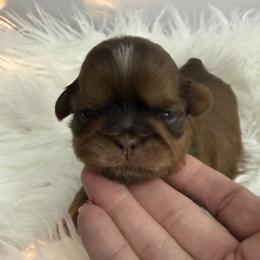 Vixen - Chocolate and tan male Shih Tzu puppy in Connersville, Indiana from Anna’s Farmhouse Shihtzus