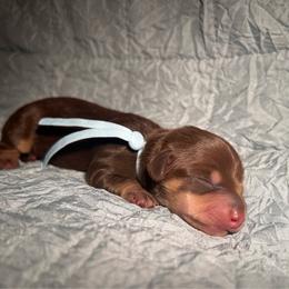 Chocolate and cream male two - Chocolate and cream male Dachshund puppy in Blackstone, Virginia from Cheyenne's Dachshunds