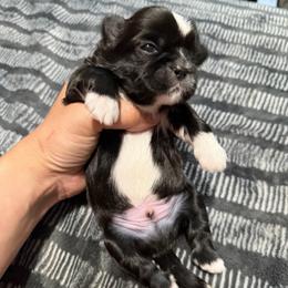 Aaron - Black and white male Shih Tzu puppy in Kettering, Ohio from The Ruff Life Tribe