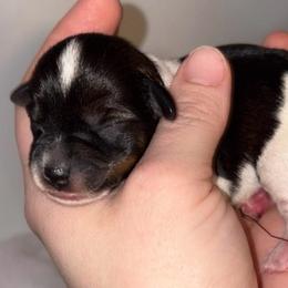 Black Parti - Parti female Miniature Schnauzer puppy in Hillsville, Virginia from Valley View schnauzers