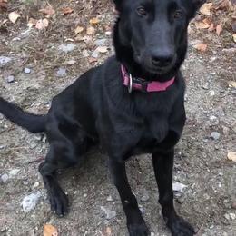 Xenna - Black female Belgian Malinois puppy in Palmyra, Maine from Maine Working Dogs