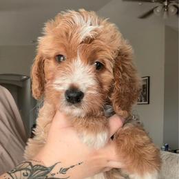 Cinnamon - Red female Bernedoodle puppy in Peoria, Arizona from Wroth's Paws