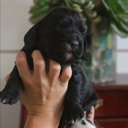 Mia - Black female English Cocker Spaniel puppy in New Mexico from HighBrassGunDogs