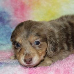 Hex - Dapple male Dachshund puppy in Powderly, Texas from Kuttin’ Up Mini Aussies