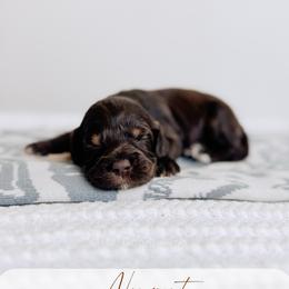 Newport - Chocolate male Australian Labradoodle puppy in Syracuse, Indiana from The Doodle Cove