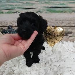 Kit-Kat - Black male Schnoodle puppy in Andalusia, Alabama from Kaleidoscope Kennels