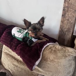 Reggie - Yorkshire Terrier