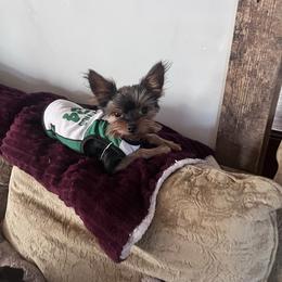 Reggie - Yorkshire Terrier
