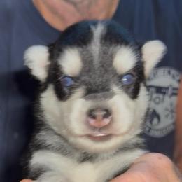 Jack - Black and white male Pomsky puppy in Spring Hill, Florida from PDQ Pomskies