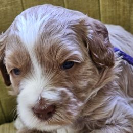 Roxanne - Apricot female Australian Labradoodle puppy in Lithia, Florida from Waterford Doodle Farm