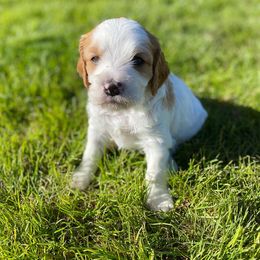 Cavapoo, Goldendoodle, and Poodle Puppies from Desert Valley Doodles