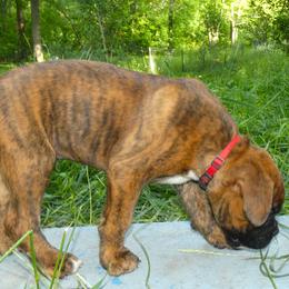 Boxer Puppies from Boxers vom Norden