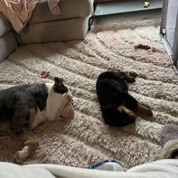 Rottweiler Puppies from Rottweiler Land