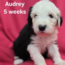 Audrey - Gray and white female Old English Sheepdog puppy in Sutherlin, Oregon from Sapphire Eyes Sheepdogs