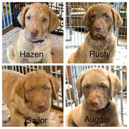 Chesapeake Bay Retriever Puppies from Bay Haven Chesapeakes