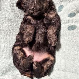 Samaria - Phantom female Poodle puppy in Flint, Michigan from Anytime Doodles