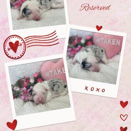 Myrtle - Blue merle female Australian Shepherd puppy in Pamplico, South Carolina from Greywood Farm Aussies