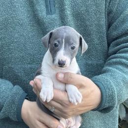 Boy 2 - Blue male Italian Greyhound puppy in Sugar Valley, Georgia from Pinnacle Farm and Kennel