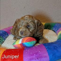 Juniper - Buff male Cockapoo puppy in Sunset, Louisiana from Cano Cockapoos