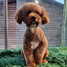 Pop Rox - Poodle