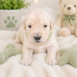 Boy 3 Hoppy - Light golden male Golden Retriever puppy in Angier, North Carolina from Howard's Retrievers