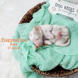 Frappuccino ORANGE COLLAR boy  3500 - Parti male Goldendoodle puppy in Corona, California from Fluffy Puppy Mini Doodles LLC