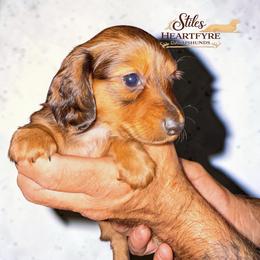 Ahsoka - Red female Dachshund puppy in South Fulton, Tennessee from Stiles' Heartfyre Dachshunds