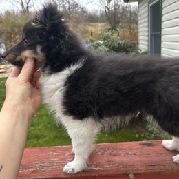 Shetland Sheepdog Puppies from Brandy Stratton