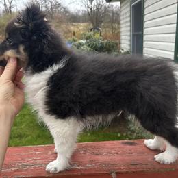 Shetland Sheepdog Puppies from Brandy Stratton