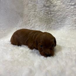 Josie - Red  female Goldendoodle puppy in Wever, Iowa from JK Royal Lines