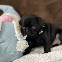 Pug Puppies from PugsncuddlesTN