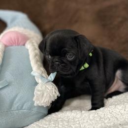 Pug Puppies from PugsncuddlesTN