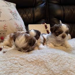 Shih Tzu Puppies from Wood Foo Breeders