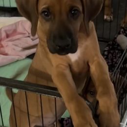Rhodesian Ridgeback Puppies from The Realm