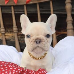 Lasso - Cream male French Bulldog puppy in Hudson, North Carolina from Pawsh Petites