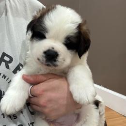 Murphy (Brown Collared Boy) - Brown and white male Saint Bernard puppy in Paramount Long Meadow, Maryland from M&R SKYHAVEN SAINTS
