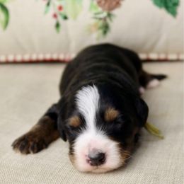Jeff - Tri-color male Bernedoodle puppy in Murray, Utah from Sun Valley Doodles