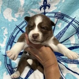 AKC Brazil - Red and white female Siberian Husky puppy in Centreville, Maryland from Huskies By the Bay