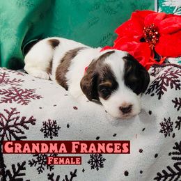 Grandma Frances - Parti female Assorted Doodle Crosses puppy in Beecher, Illinois from Erica’s Doodles